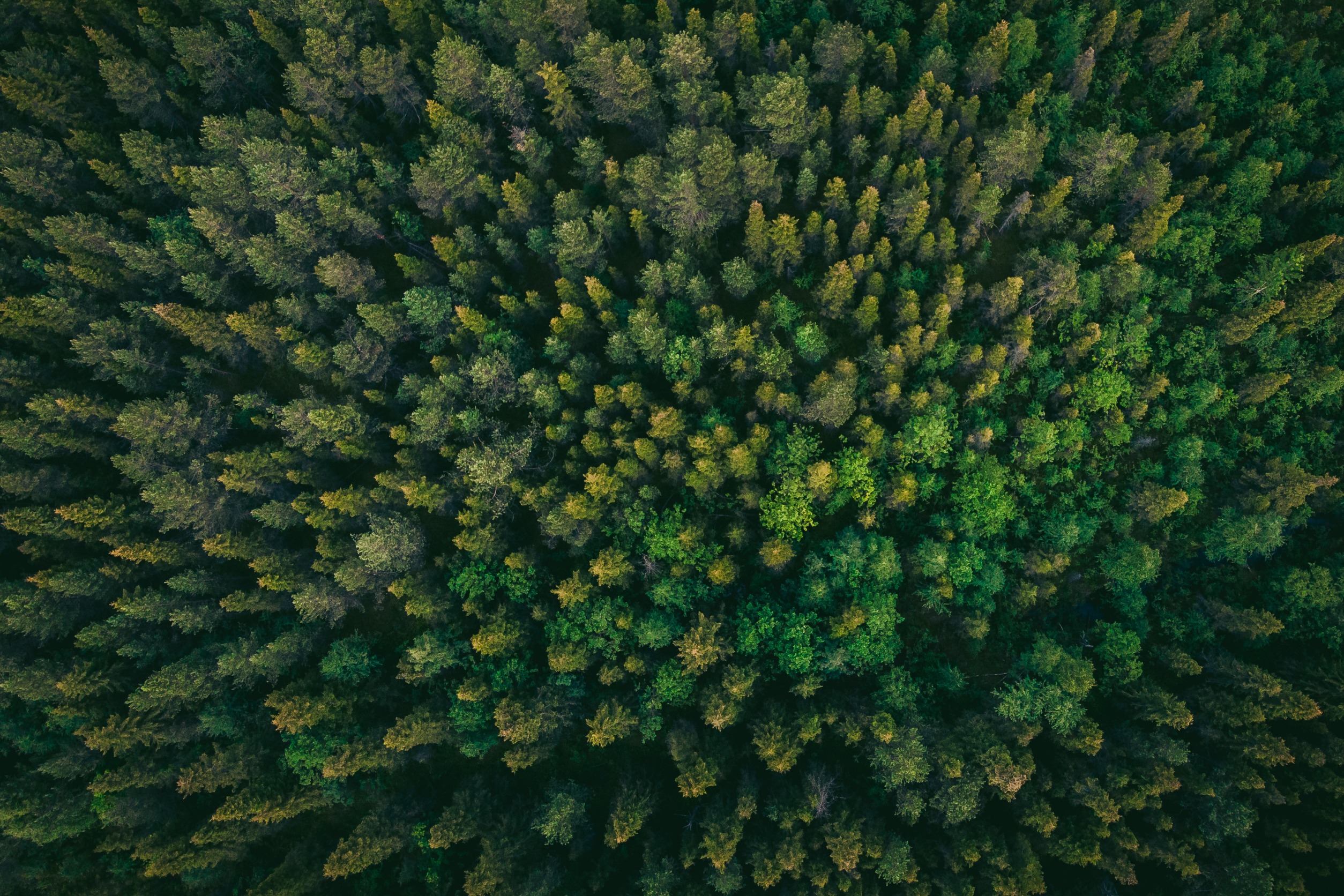 Bosque desde el aire